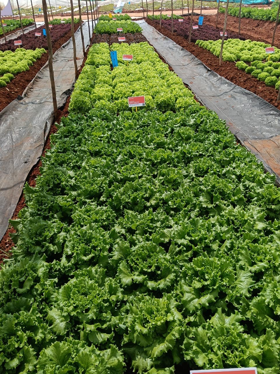 Open Farming at Exotica Farms